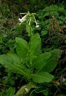 Image of tobacco