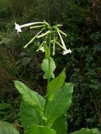 Plancia ëd Nicotiana