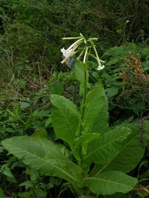 Image of tobacco