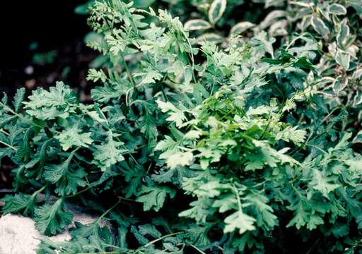 Image of osmunda