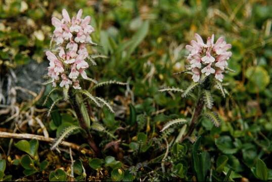 Image of hairy lousewort