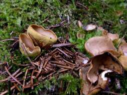 Image of cup fungi