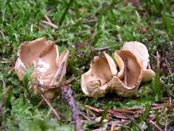 Image of cup fungi