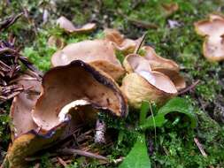 Image of cup fungi