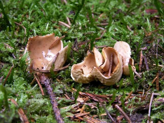 Image of cup fungi