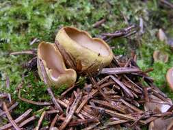 Image of cup fungi