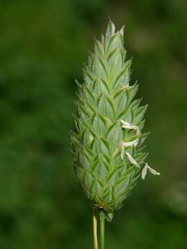 Image of canarygrass
