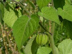 Image of groundcherry