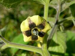 Imagem de Physalis