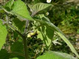 Imagem de Physalis