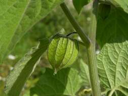 Image of groundcherry