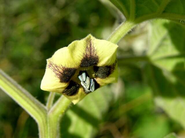 Image of groundcherry