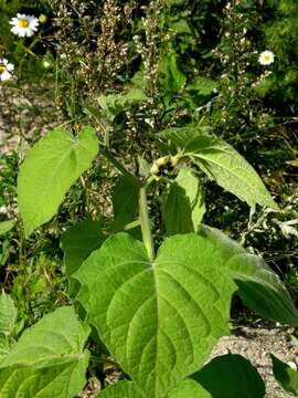 Image of groundcherry