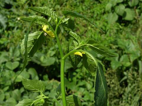 Imagem de Physalis