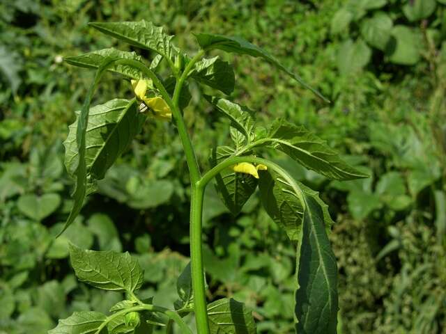 Image of groundcherry