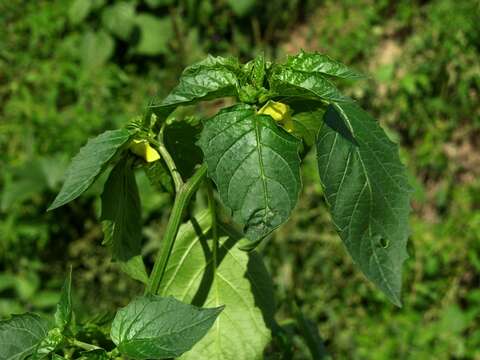 Image of groundcherry