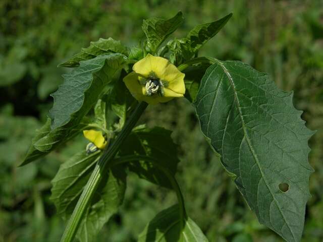 Image of groundcherry