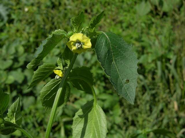 Image of groundcherry