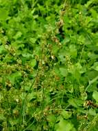 Rumex scutatus L. resmi