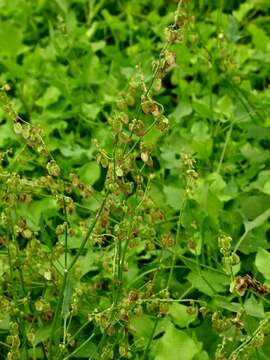 Image of French sorrel