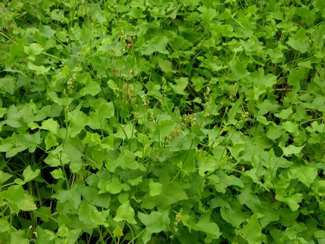 Rumex scutatus L. resmi