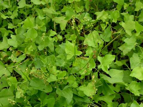 Image of French sorrel