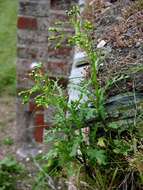 Image of ragwort