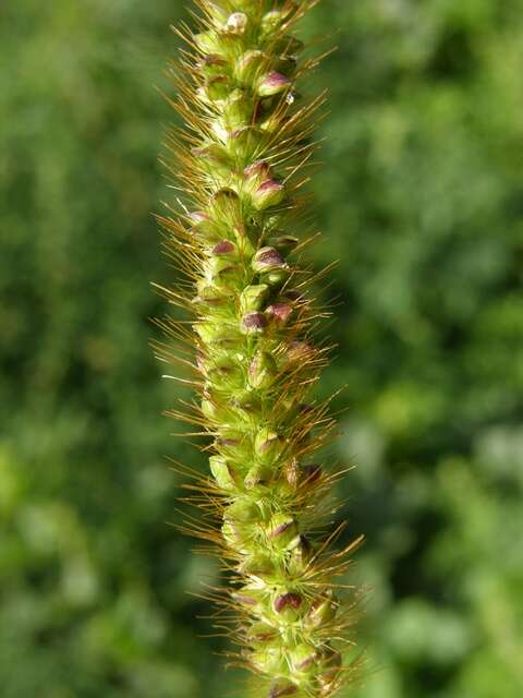 Image of sandbur