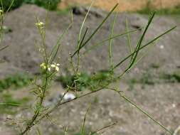 Image of hedgemustard