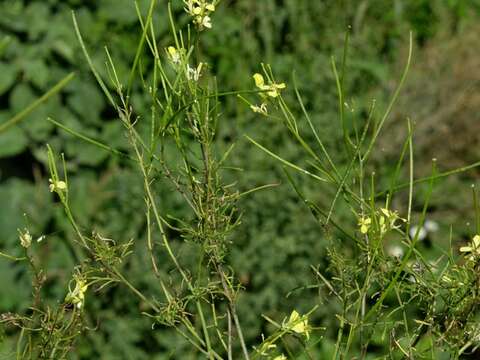 Image of hedgemustard