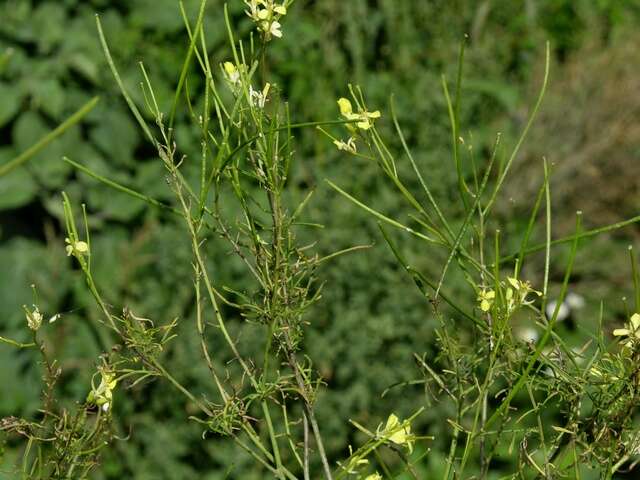 Image of hedgemustard