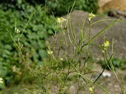 Image of hedgemustard