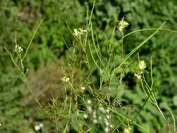 Image of hedgemustard