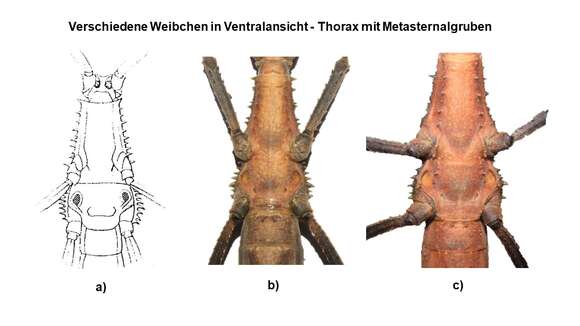 Image of Euobrimus