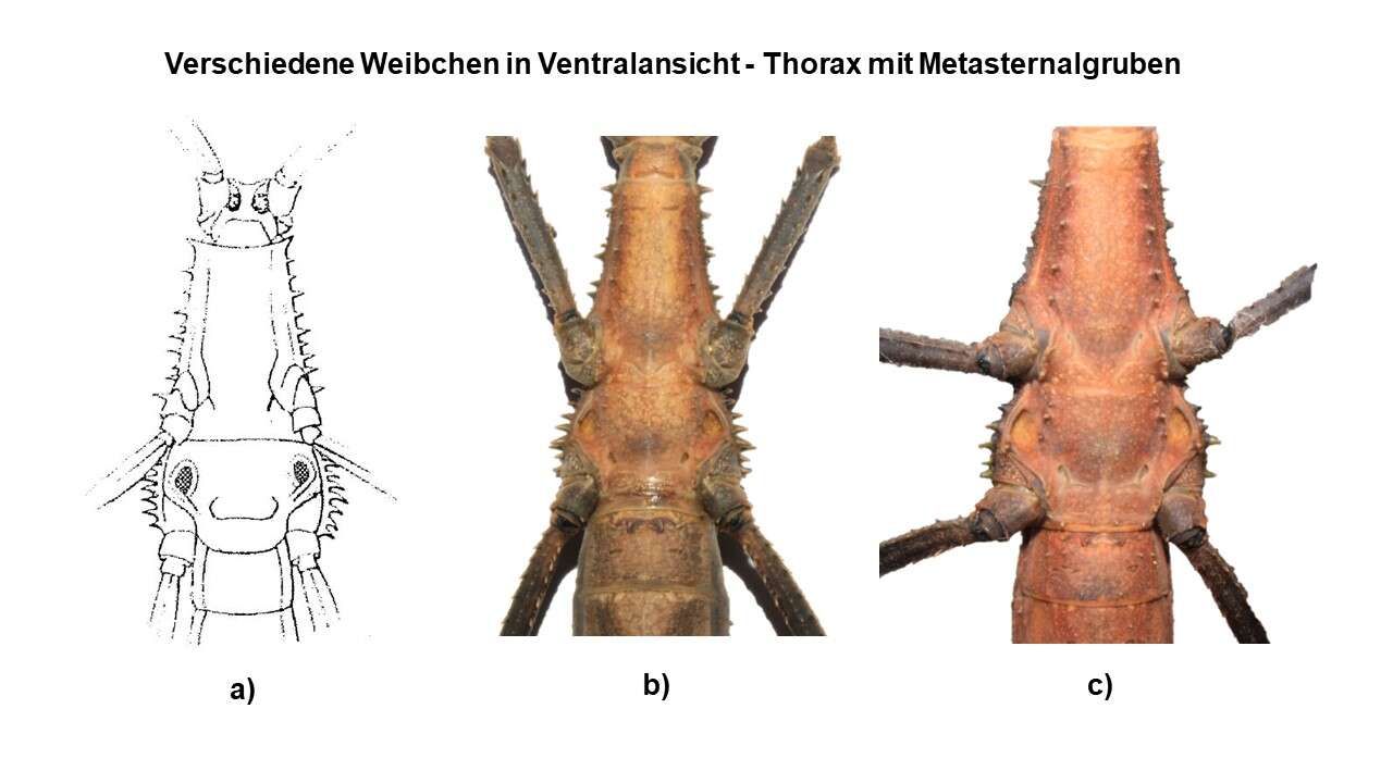 Image of Euobrimus cavernosus (Stål 1877)