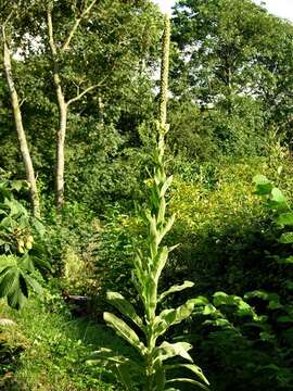 Image of mullein