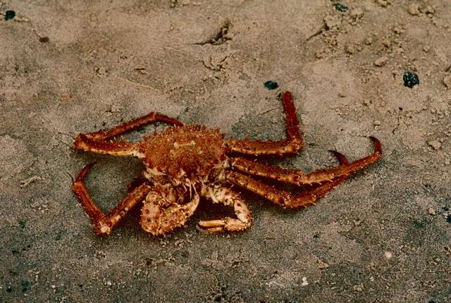 Image of King crab