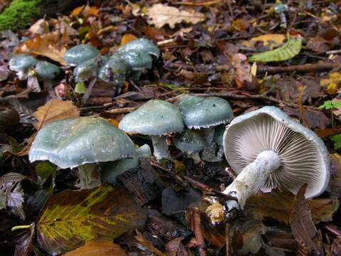 Image of Stropharia