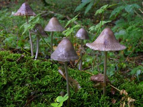 Image of Mycena polygramma (Bull.) Gray 1821