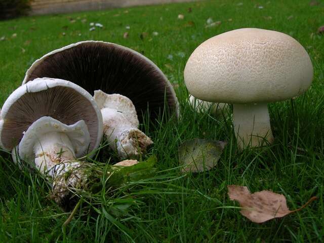 Image of <i>Agaricus silvicola</i>