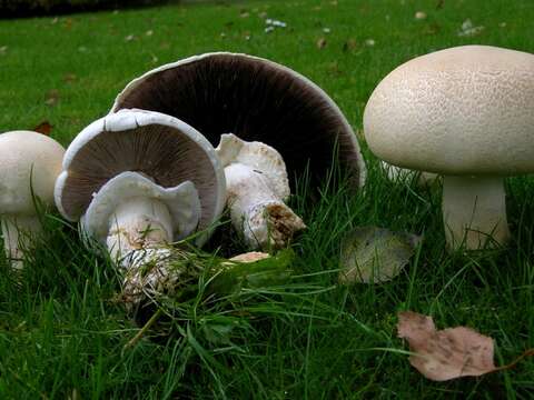 Image of <i>Agaricus silvicola</i>