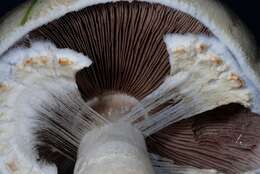 Image of <i>Agaricus silvicola</i>