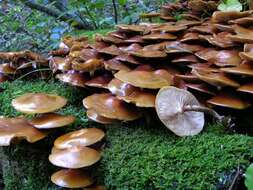 صورة Kuehneromyces