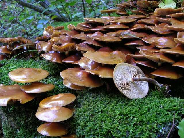 Image of Kuehneromyces