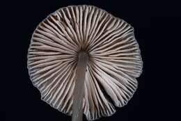 Image of Mycena polygramma (Bull.) Gray 1821