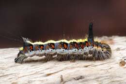 Image of Dagger Moths