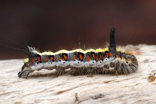 Image of Dagger Moths