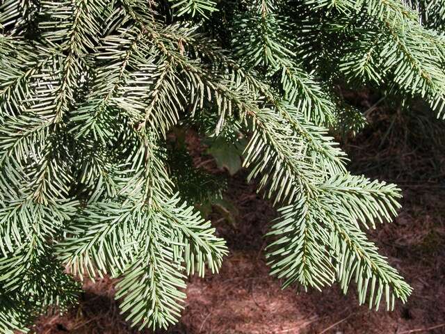 Image of Fir