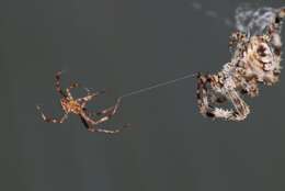 Image of Araneus