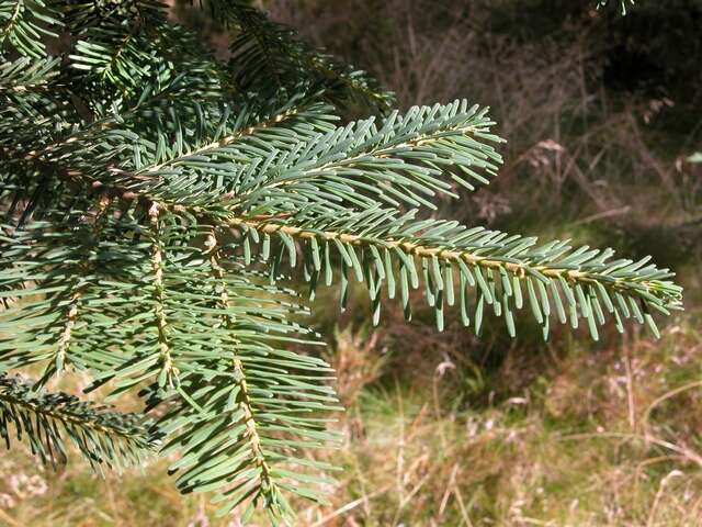 Image of Fir